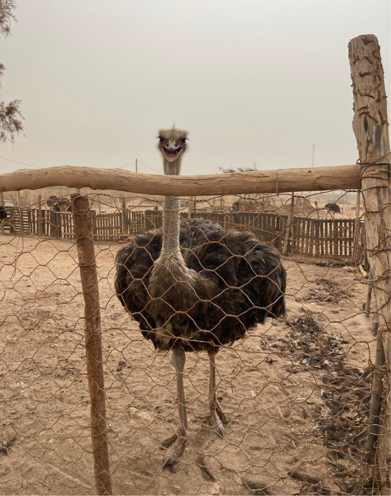 Ostrich Farm